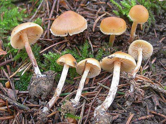 Prima  dell�era  glaciale